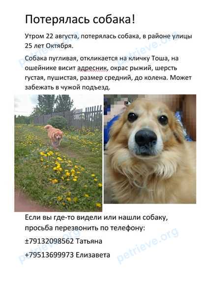 Средний оранжевый взрослый пёс Тоша, пропал 22.08.2019 рядом с ул. 25 лет Октября, 14, Новосибирск, Новосибирская обл., Россия, 630110.