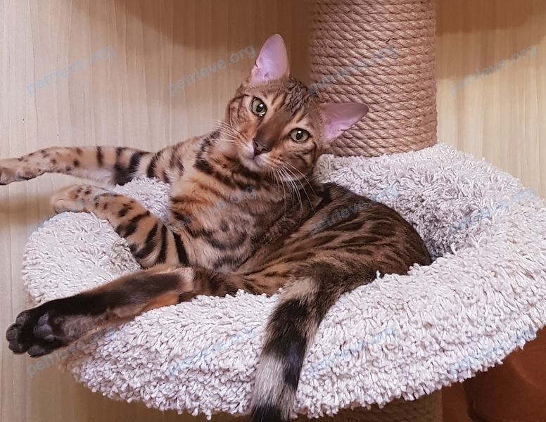 Medium young gray male cat Оскар, lost near Волгоградская ул., 79, Саранск, Респ. Мордовия, Россия, 430009 on Aug 28, 2019.