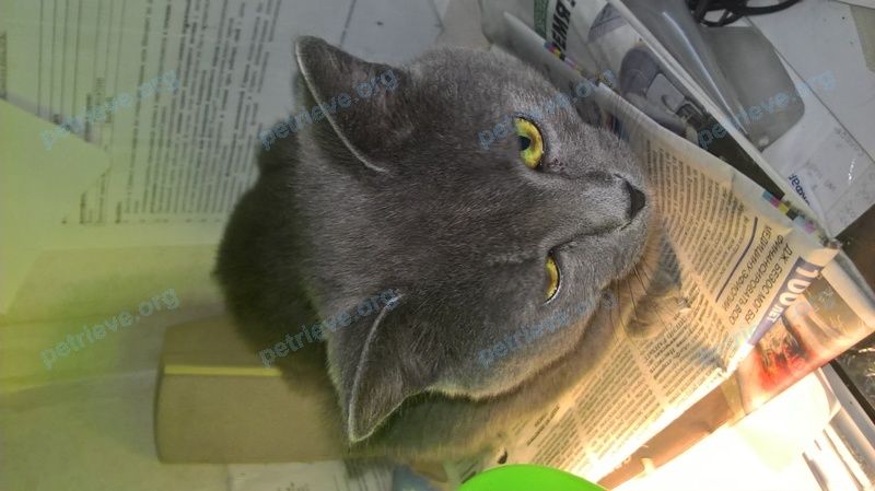 Medium young gray male cat, lost near 6-й пр., 10, Тула, Тульская обл., Россия, 300005 on Aug 23, 2019.
