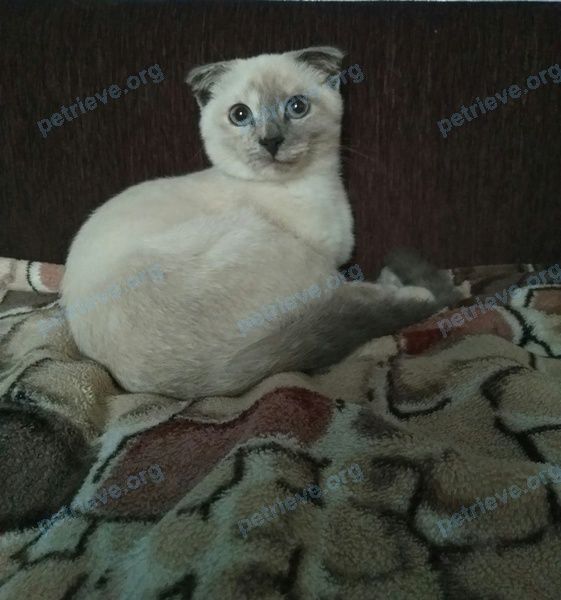 Маленькая белая молодая кошка Марго, пропала 28.08.2019 рядом с ул. Вилюги, Глуск, Беларусь.
