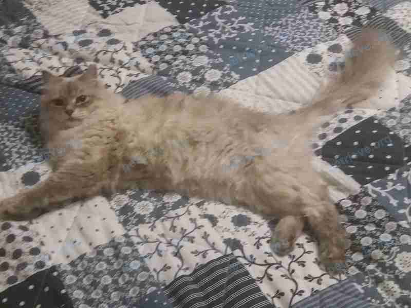 Medium young white male cat Жаник, lost near Новое Девяткино деревня, 75 корпус 14, Новое Девяткино, Ленинградская, Россия, 188661 on Sep 01, 2019.