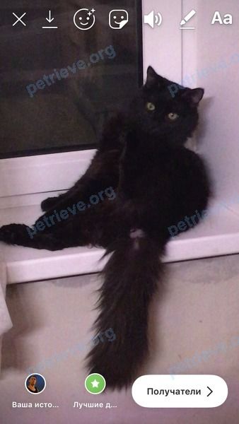 Средний чёрный молодой кот, пропал 30.08.2019 рядом с Локомотивный пр., 3, Москва, Россия, 127238.