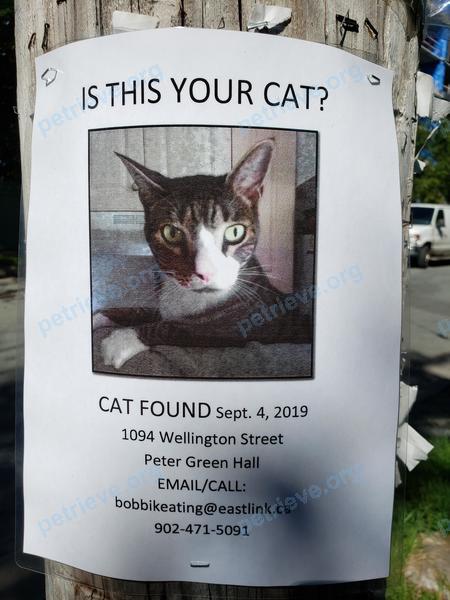 Средняя многоцветная кошка, найдена 04.09.2019 рядом с Student Housing Society, 1094 Wellington St, Halifax, NS B3H 2Z8, Canada.