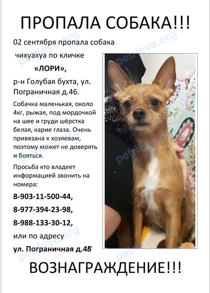 Маленькая оранжевая взрослая собака Лори, пропала 02.09.2019 рядом с ул. Пограничная, 51-43, Геленджик, Краснодарский край, Россия, 353468.
