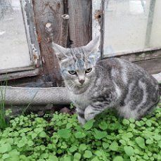 Medium gray female cat, found near Октябрьская ул., 44, Углич, Ярославская обл., Россия, 152615 on Sep 05, 2019.