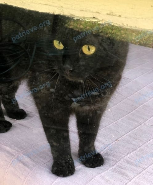Medium adult black male cat, lost near Мира ул., 14в, Снегири, Московская обл., Россия, 143590 on Jun 11, 2019.