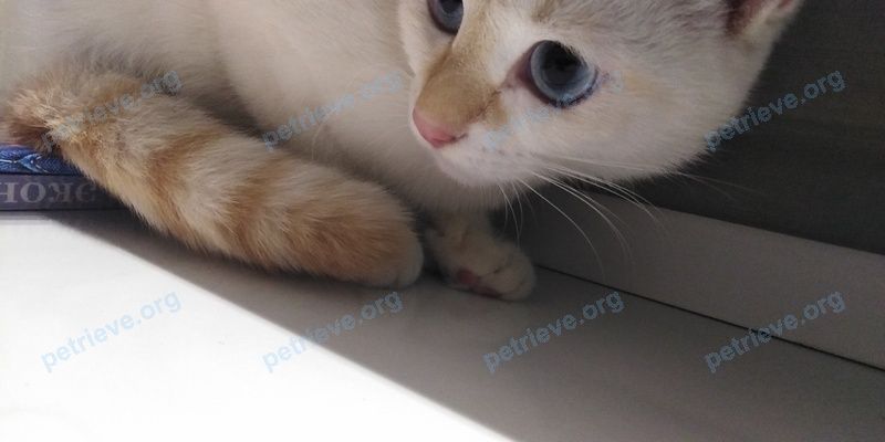 Medium young white female cat, lost near Ленинградская ул., 32, Чита, Забайкальский край, Россия, 672000 on Sep 07, 2019.