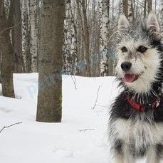 Medium young black female dog Юми, lost near ул. Академика Каргина, 36, корп. 2, Мытищи, Московская обл., Россия, 141007 on Sep 10, 2019.
