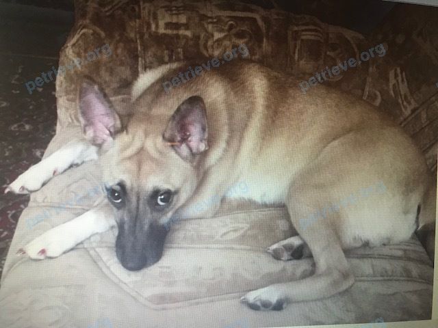 Medium adult yellow female dog Джессика(Джеся), lost near ул. Братьев Смольниковых, 36, Алапаевск, Свердловская обл., Россия, 624601 on Sep 11, 2019.