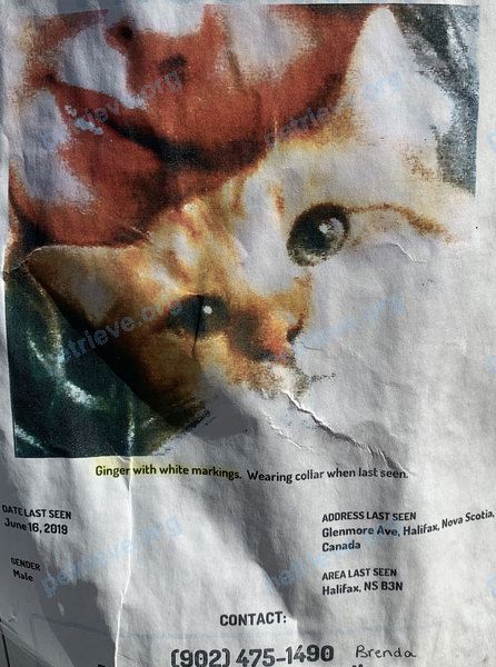 Средний оранжевый взрослый кот, пропал 16.06.2019 рядом с 22 Springvale Ave, Halifax, NS B3N 2A2, Canada.