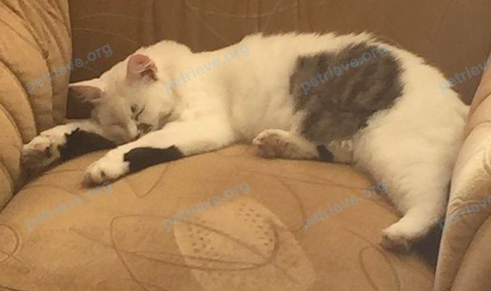 Medium young white female cat Белла, lost near Школьная ул., 15, Северская, Краснодарский край, Россия, 353240 on Sep 16, 2019.