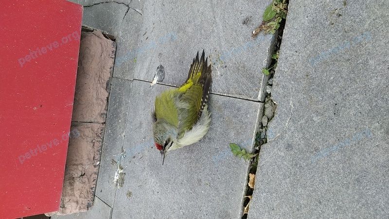 Small adult green male bird, found near ул. Крестинского, 27, Екатеринбург, Свердловская обл., Россия, 620085 on Sep 26, 2019.
