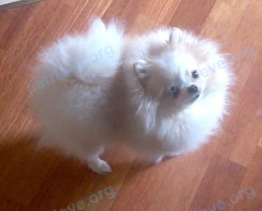 Маленькая белая молодая собака лола, пропала 28.09.2019 рядом с Mil'chanskaya 13, Гомель, Беларусь.