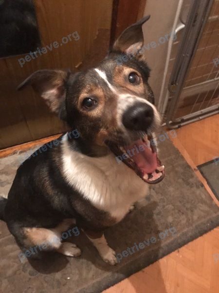 Medium young mixed color male dog, lost near Парк Екатерингоф, Лифляндская ул., 12, Санкт-Петербург, Россия, 190020 on Sep 26, 2019.