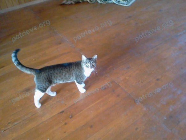 Маленькая серая взрослая кошка Клео, пропала 28.09.2019 рядом с ул. Щорса, Гатово, Беларусь.