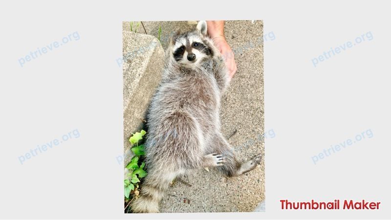 Medium young mixed color female raccoon Doug, lost near 1617 E Bremer Ave, Waverly, IA 50677, USA on Sep 26, 2019.