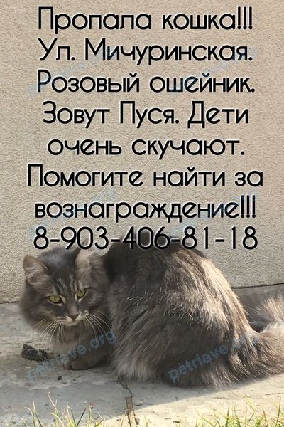 Medium young gray female cat Пуся, lost near ул. Мичуринская, 130, Ростов-на-Дону, Ростовская обл., Россия, 344041 on Sep 27, 2019.
