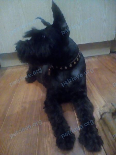 Small adult black male dog Цезарь, lost near пр. Ленина, 114, Ростов-на-Дону, Ростовская обл., Россия, 344023 on Oct 01, 2019.