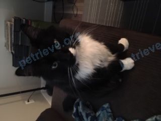 Средний чёрный взрослый кот Hank, пропал 01.09.2019 рядом с 622 Wardlaw Ave, Kelowna, BC V1Y 5B7, Canada.