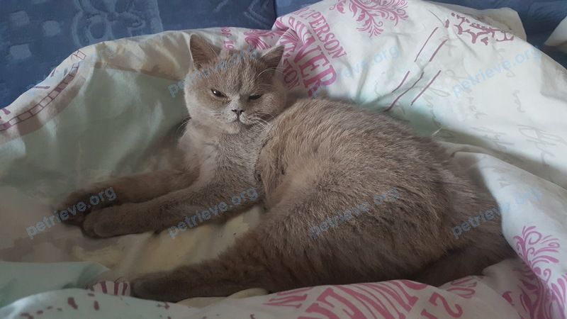 Medium young gray female cat Люси, lost near ул. Ломоносова, д. 78, Брест, Беларусь on Oct 22, 2019.