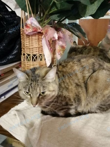 Medium young gray female cat, lost near Садовая ул., 7, Мурино, Ленинградская, Россия, 188662 on Oct 24, 2019.