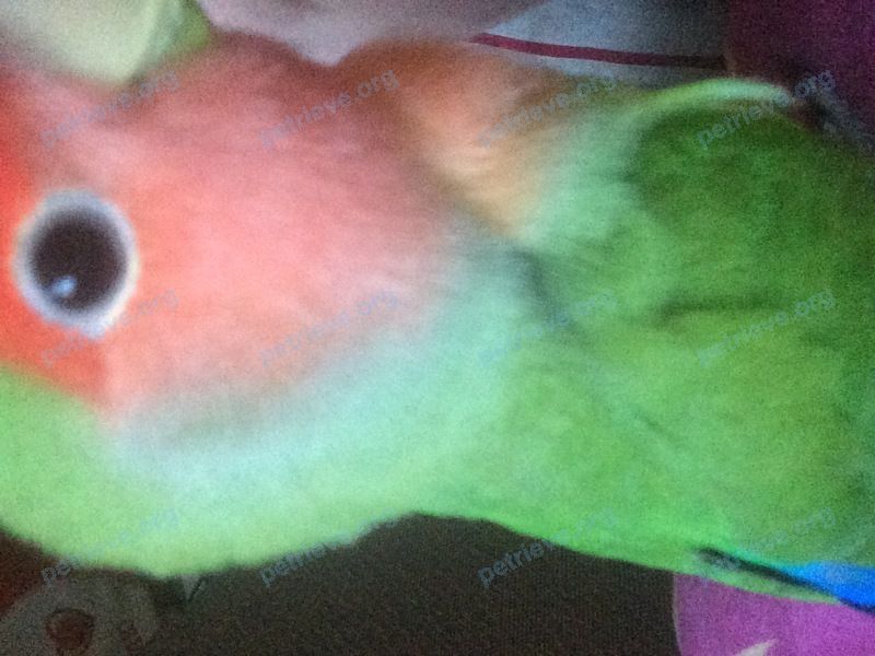 Medium young green male bird Вова, lost near Горбунова yлица, 10 корпус 2, Москва, Россия, 121596 on Nov 05, 2019.