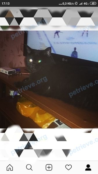 Чёрный кот Тима, пропал 06.11.2019 рядом с ул. Батырлык, 6, Казань, Респ. Татарстан, Россия, 420140.