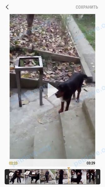 Пёс Жульбан