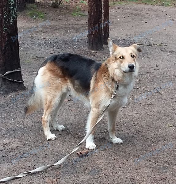 Big adult mixed color male dog Чорик, lost near Сестрорецк, Сестрорецк, Россия, 197706 on Nov 04, 2019.