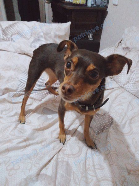 Small adult brown female dog Боня, lost near ул. Таганрогская, 139 корпус 7, Ростов-на-Дону, Ростовская, Россия, 344069 on Nov 08, 2019.