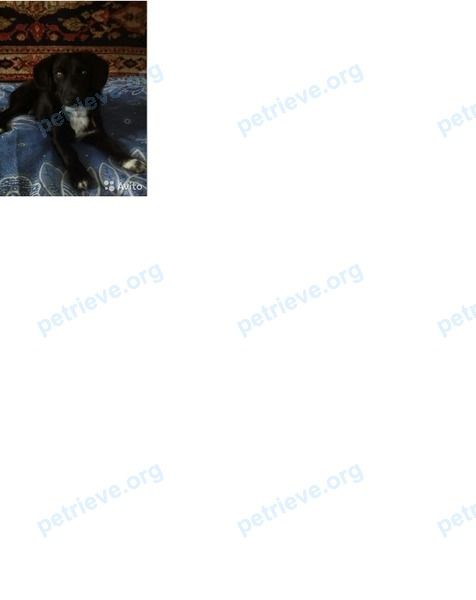 Medium young black male dog Марс, found near Пионерская ул., 177, Волгодонск, Ростовская обл., Россия, 347374 on Nov 17, 2019.