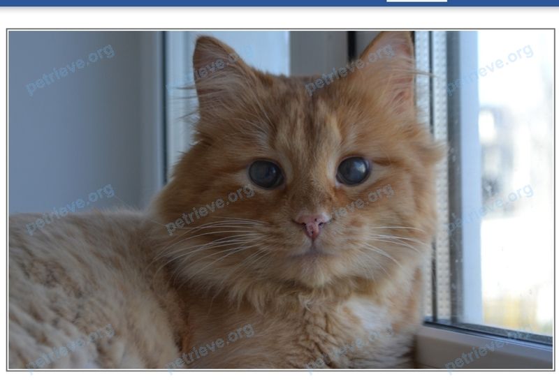 Big young orange male cat Кисель, lost near ул. Веселовского, 25, Саранск, Респ. Мордовия, Россия, 430021 on Nov 24, 2019.