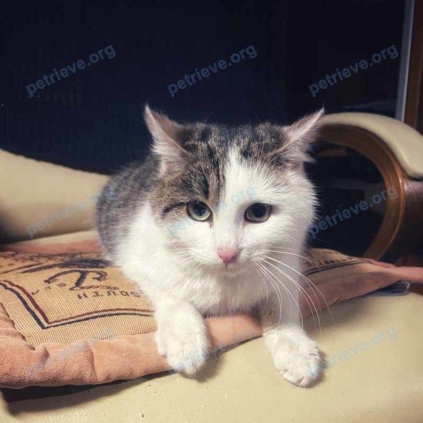 Большой многоцветный кот, найден 26.11.2019 рядом с Пионерская ул., 8, Королёв, Московская обл., Россия, 141074.