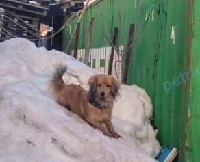 Medium young brown male dog Зорро, lost near Автовокзальная ул., 36, Орёл, Орловская обл., Россия, 302010 on Oct 22, 2019.