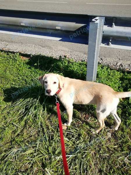 Medium young female dog, lost near ул. Абрикосовая, 19, Сочи, Краснодарский край, Россия, 354003 on Nov 30, 2019.