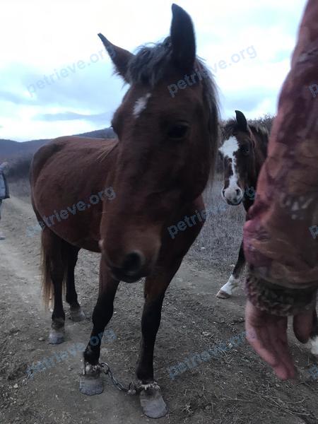 Большая коричневая взрослая лошадь Даша, пропала 10.12.2019 рядом с Родниковая улица, Алексєєвка.