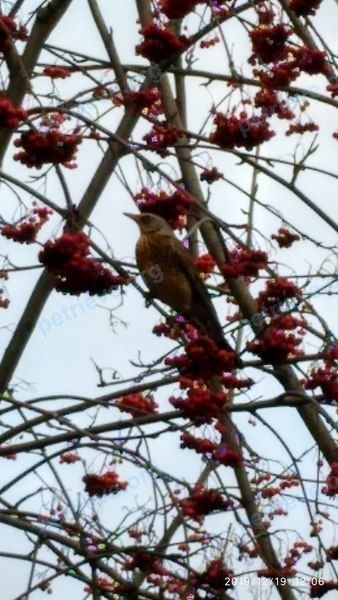 Small brown bird, found near Краснопутиловская ул., 95, Санкт-Петербург, Россия, 196247 on Dec 19, 2019.