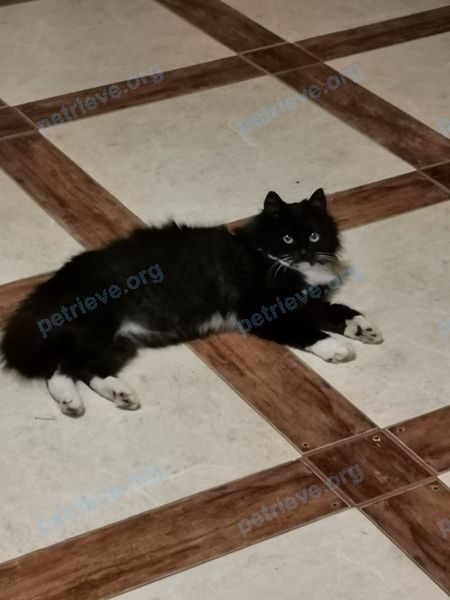 Средний чёрный молодой кот Ксяо, пропал 22.12.2019 рядом с 12 строение 2, Королёв, Moscow Oblast, Россия, 141212.