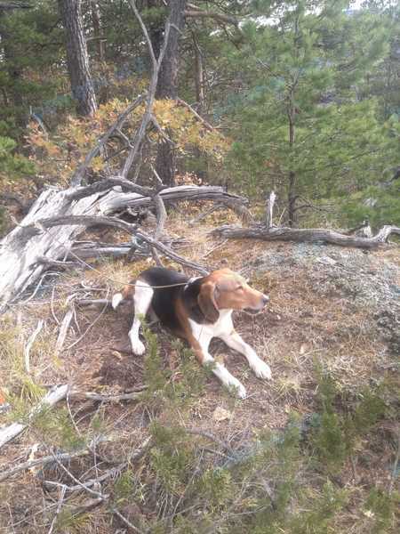 Medium adult mixed color male dog, lost near Шевцовой ул., 49, Черкесск, Карачаево-Черкесская Республика, Россия, 369000 on Dec 14, 2019.