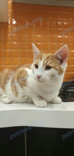 Средний белый молодой кот, найден 26.12.2019 рядом с ул. Котовского, 38, Загорянский, Московская обл., Россия, 141180.
