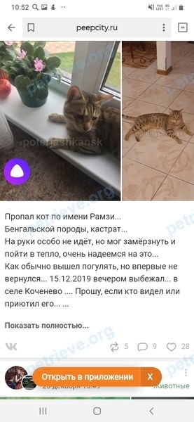 Большой молодой кот Рамзи, пропал 15.12.2019 рядом с Промышленная ул., 1, Коченево, Новосибирская обл., Россия, 632640.