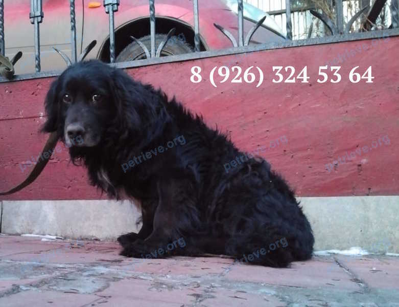 Small adult black male dog, found near 26, Томилино, Московская обл., Россия, 140073 on Dec 31, 2019.