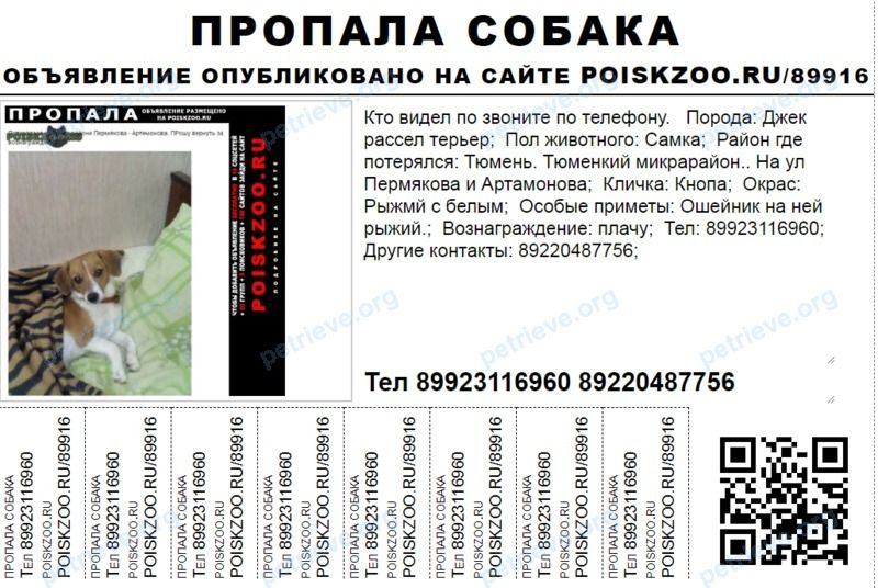 Small young mixed color female dog Кнопа, lost near М.Захарова ул. 13, Тюмень, Тюменская обл., 625015, Тюмень, Тюменская обл., Россия, 625000 on Jan 01, 2020.