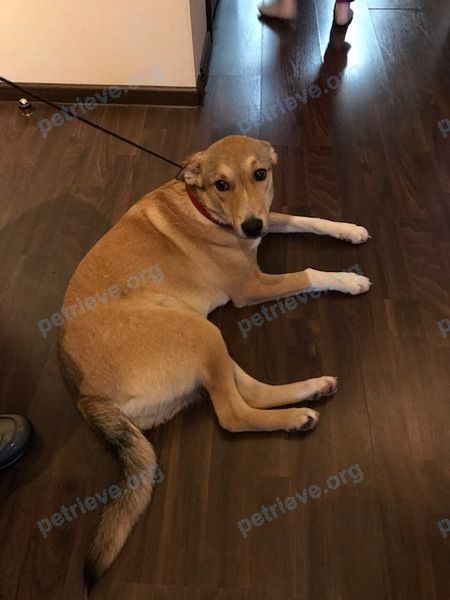 Средняя коричневая молодая собака, найдена 01.01.2020 рядом с 2 St Johns Rd, Cambridge, MA 02138, США.