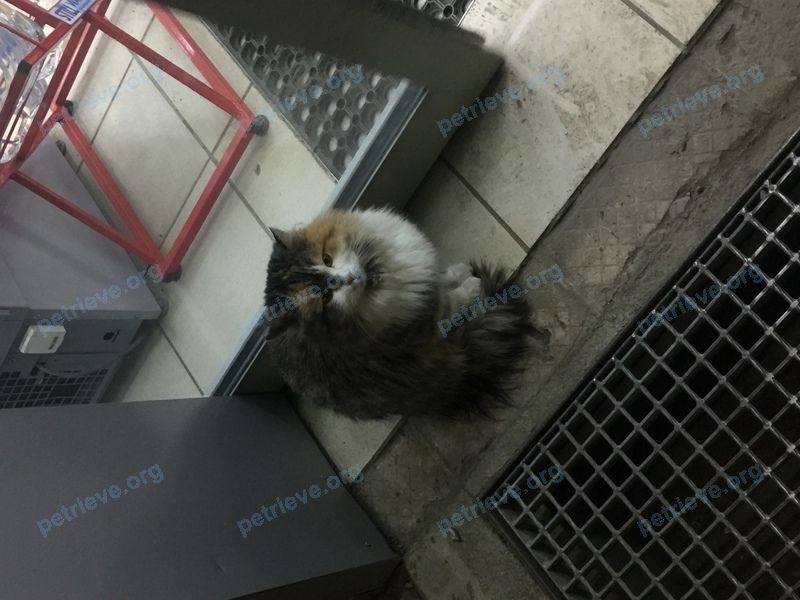 Средняя многоцветная молодая кошка, найдена 08.01.2020 рядом с 2 St Johns Rd, Cambridge, MA 02138, США.