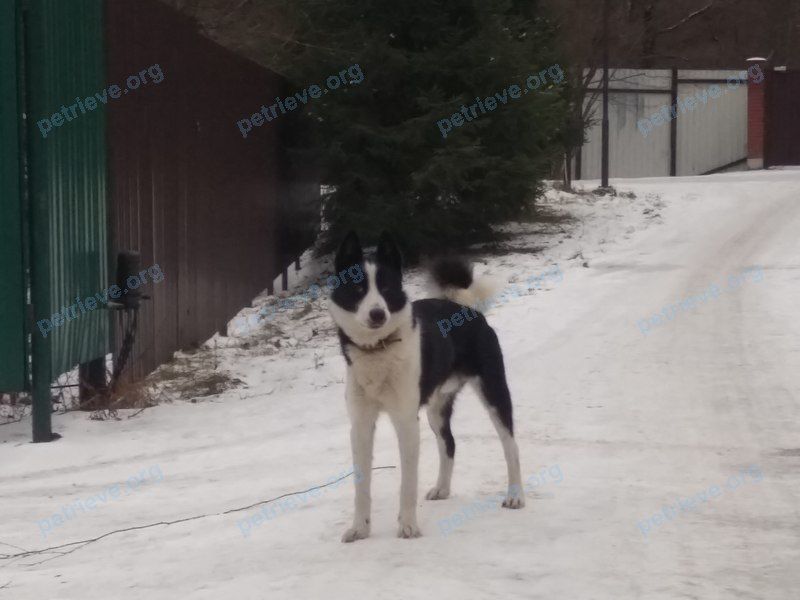 Medium black male dog, found near 691 Huron Ave, Cambridge, MA 02138, США on Jan 08, 2020.