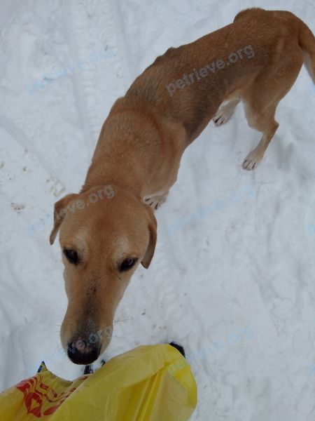 Medium young brown female dog, found near ул. Кольцова, 7, Вольск, Саратовская, Россия, 412905 on Jan 12, 2020.