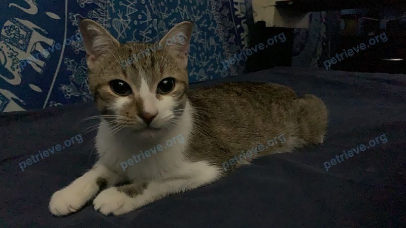 Small young mixed color female cat Billi (billy boo), lost near 65 Zinnia Pl, Woodbridge, ON L4L 6G8, Canada on Jan 12, 2020.