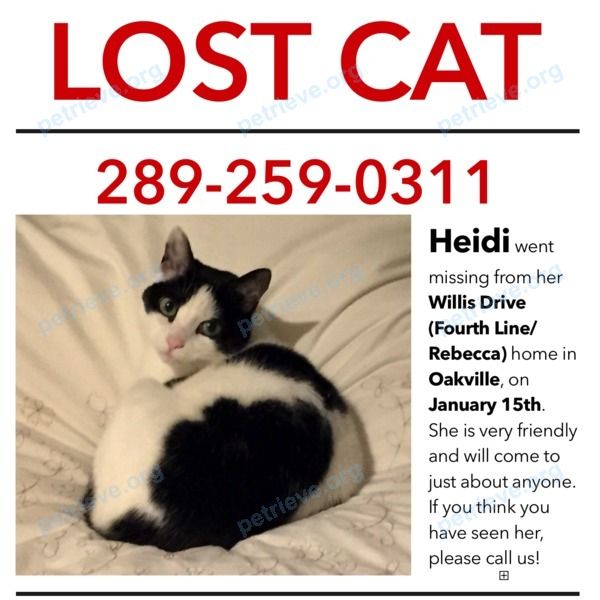 Маленькая белая взрослая кошка Heidi, пропала 15.01.2020 рядом с 360 Willis Dr, Oakville, ON L6L 4V2, Canada.