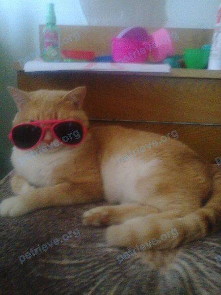 Medium young mixed color male cat имя Кеша, lost near Панельный пер., 1, Канск, Красноярский край, Россия, 663606 on Jan 10, 2020.